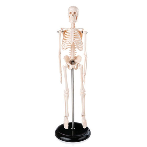 Mini Skeleton Model 45CM