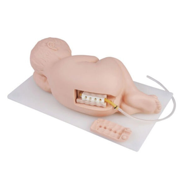 Neonatal Lumbar Puncture Model