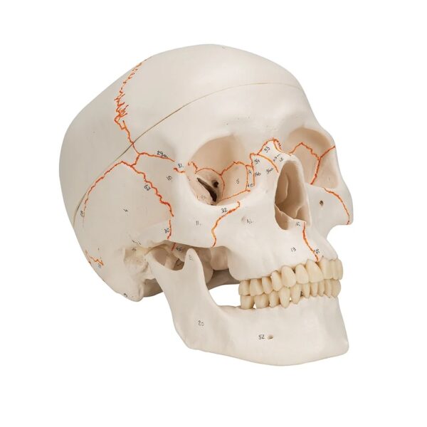 Life-Size Human Skull Model (Numbered)