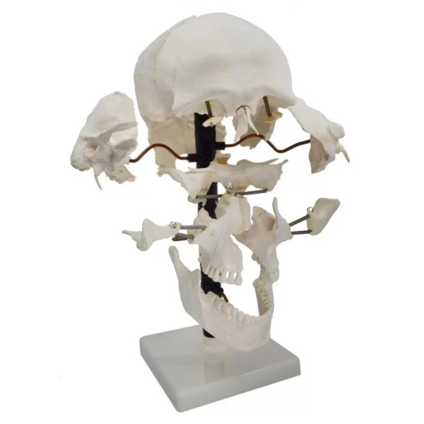 Skull Model Exploded 22 parts