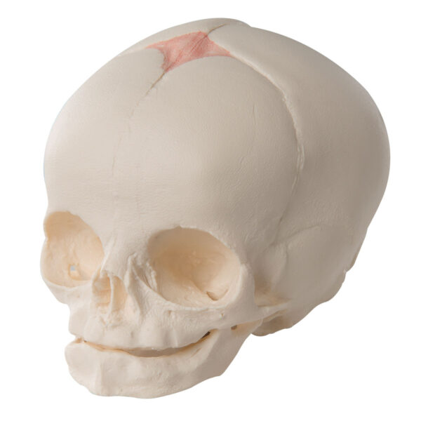 Fetal Skull Model