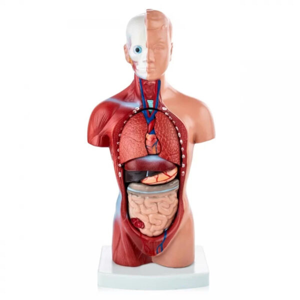 Sexless Human Torso Small (15 Parts) 26CM