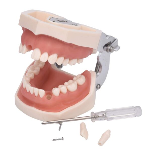 Dental Practice Typodont Model