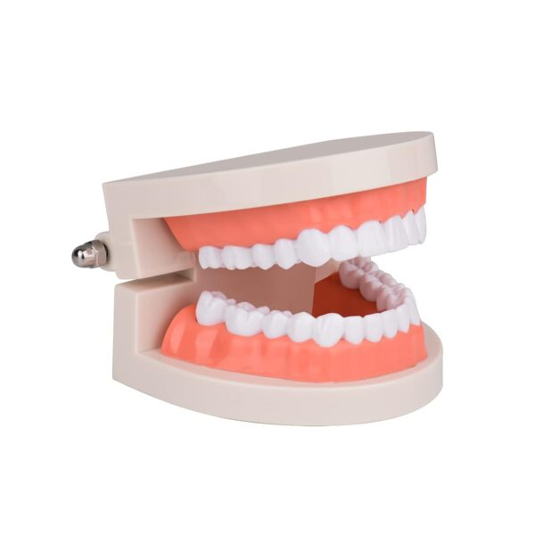 Small Dental Care Model (28 teeth)