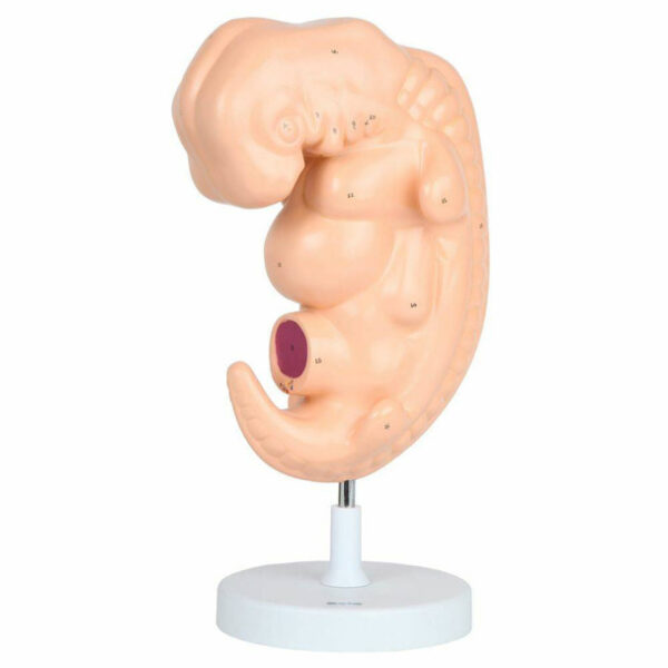 Embryo Model