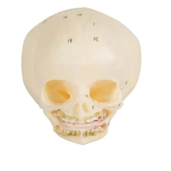 Infant Skull Model