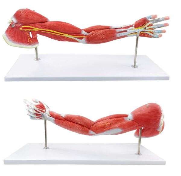 Muscle of Human Arm Model (7 Parts)