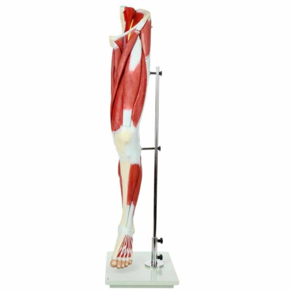 Muscle of Human Leg Model (13 Parts)