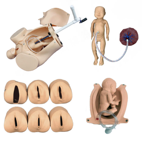 Advanced Abdominal Palpitation and Delivery Mechanism