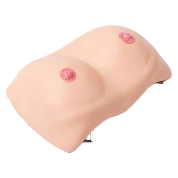 Breast Examination Model