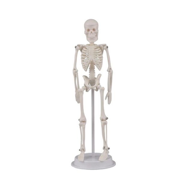 Tiny Skeleton model 21 CM