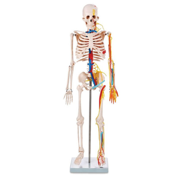 Skeleton with Nerves and Blood Vessels Model 85CM