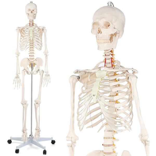 Human Skeleton Life Size Articulated