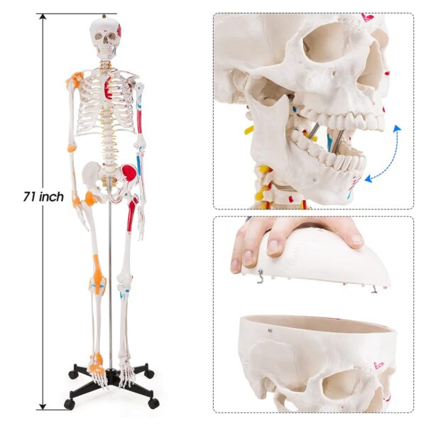 Human Skeleton with Muscles and Ligaments - Image 5