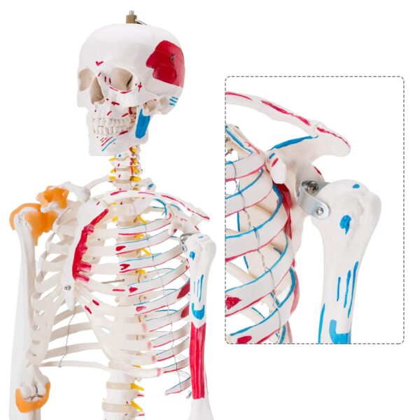 Human Skeleton with Muscles and Ligaments - Image 4