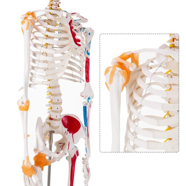 Human Skeleton with Muscles and Ligaments - Image 3