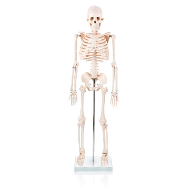 Human Skeleton Model 85CM