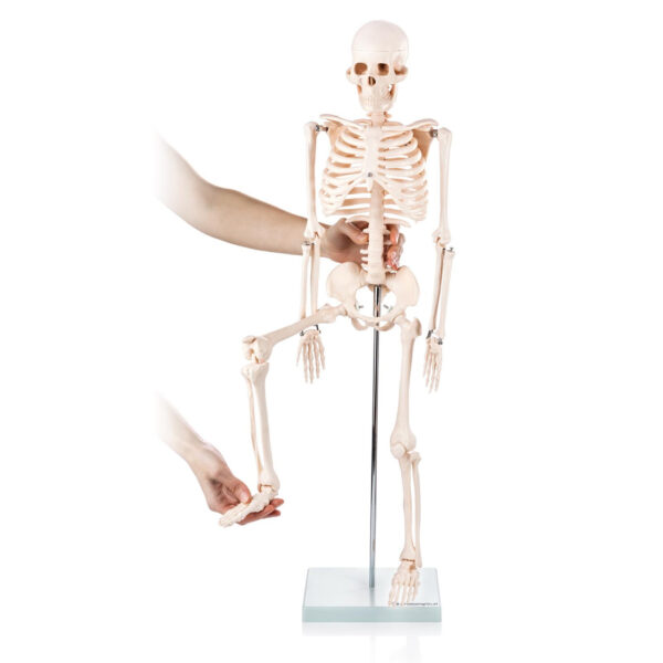 Human Skeleton Model 85CM - Image 2