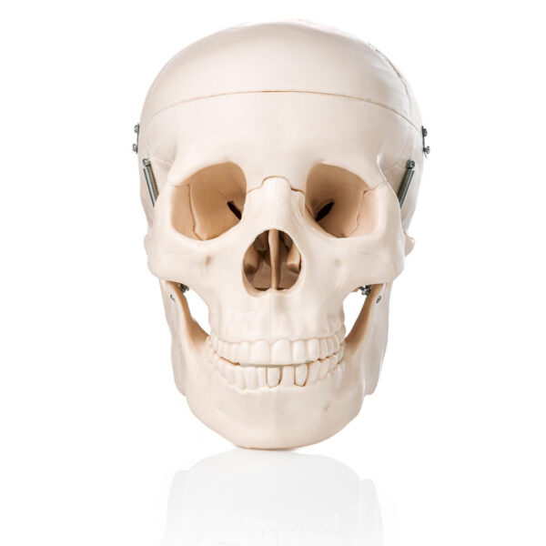 Life-Size Human Skull Model