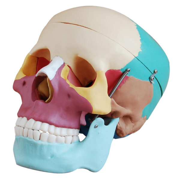 Life-Size Human Skull with Colored Bones Model