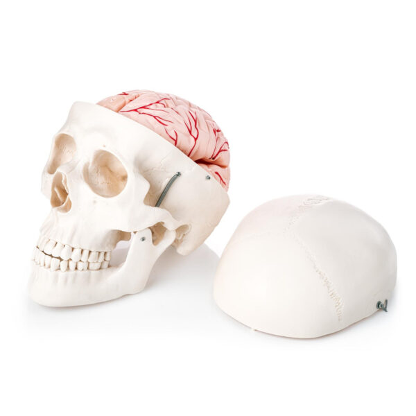 Skull with 8 Parts Brain Model