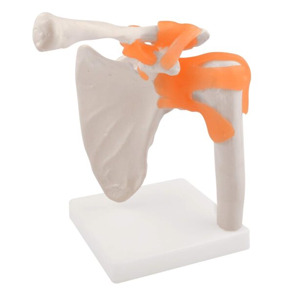 Life-Size Shoulder Joint Model