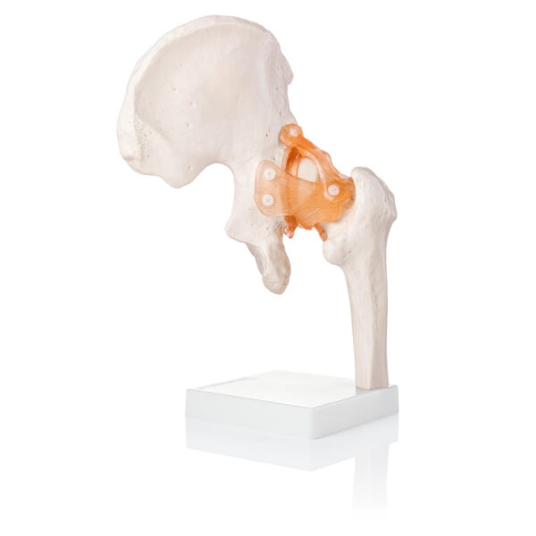 Life-Size Hip Joint Model