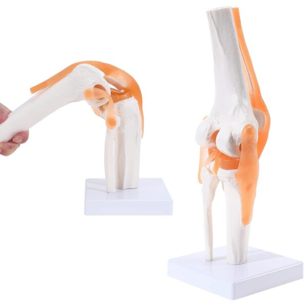 Life-Size Knee Joint Model