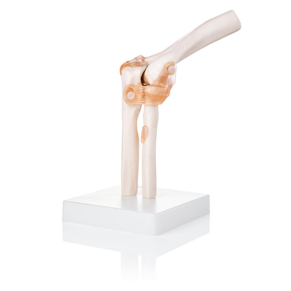 Life-Size Elbow Joint Model