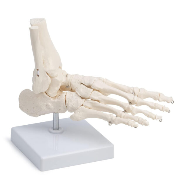 Life-Size Foot Joint Model