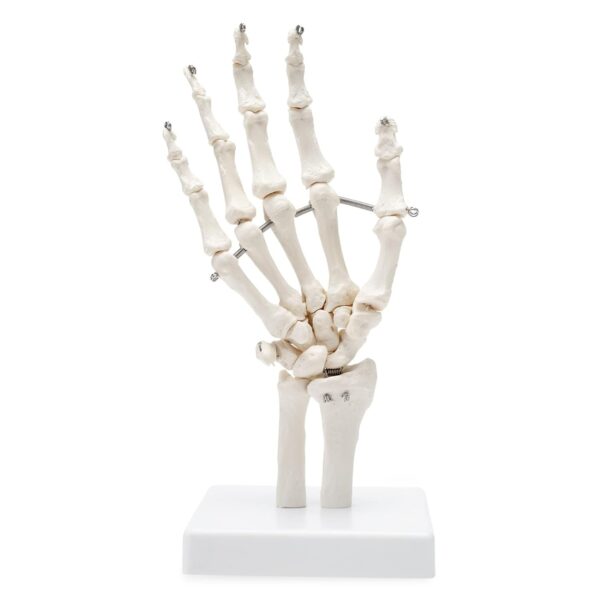 Life-Size Hand Joint Model