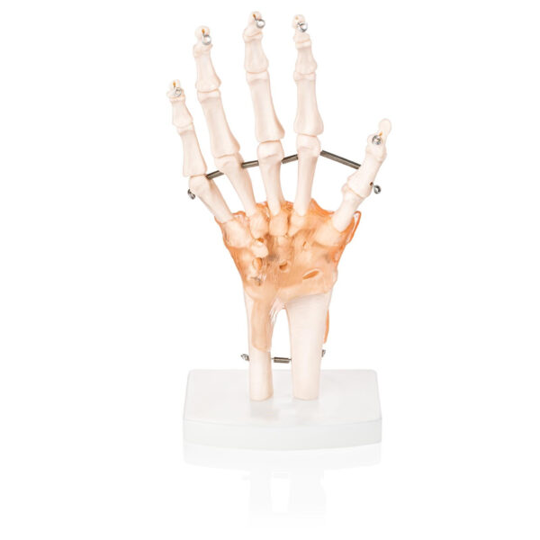 Life-Size Hand Joint with Ligaments Models