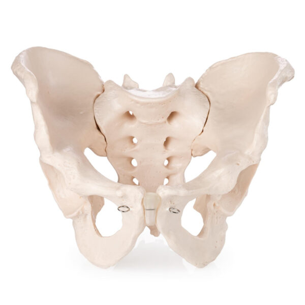 Adult Male Pelvis Model