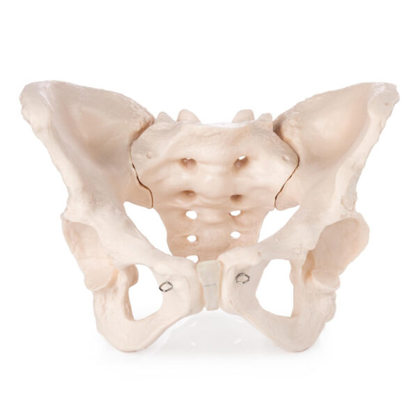 Adult Female Pelvis Model