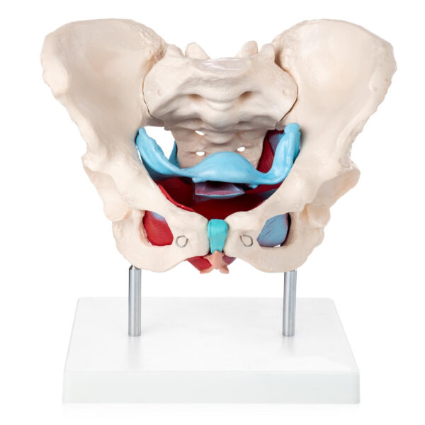 Female Pelvic Muscles and Organs Model