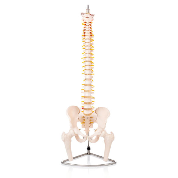 Life-Size Vertebral Column with Pelvis and Femur Heads Model