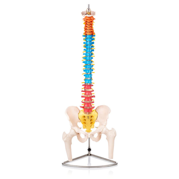 Didactic Vertebral Column with Pelvis and Femur Heads Model