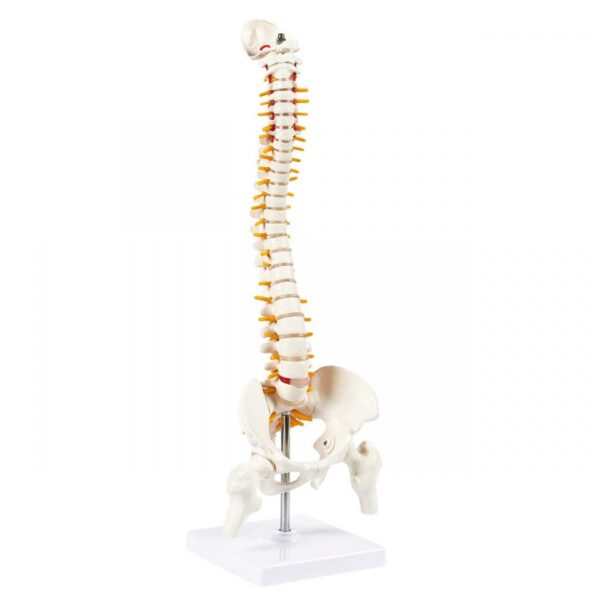 Small Vertebral Column with Pelvis and Femur Heads