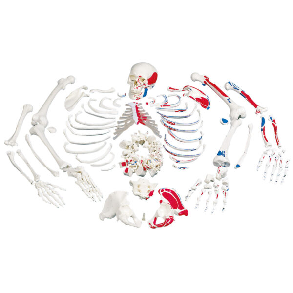 Life-Size Disarticulated Skeleton with Skull with Painted Mode