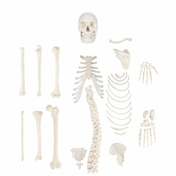 Life-Size Disarticulated Skeleton with Skull Model (Uni-lateral)