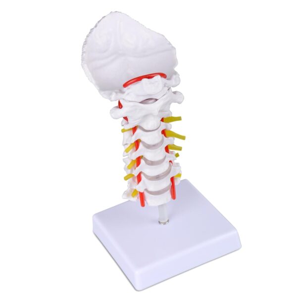 Cervical Vertebral Column with Neck Artery