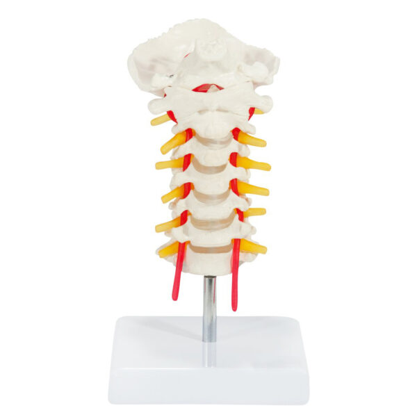 Cervical Vertebral Column with Neck Artery - Image 2