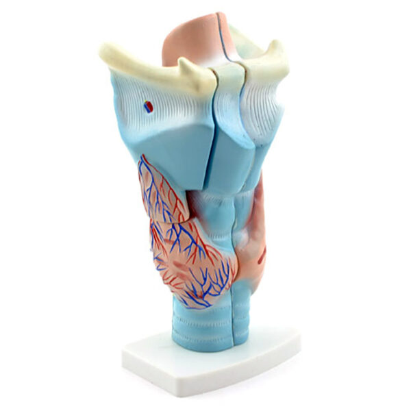 Magnified Human Larynx Model