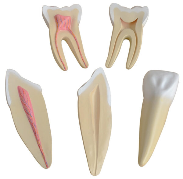 Expansion Model of Human Teeth