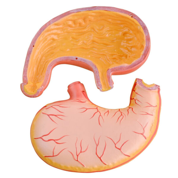 Stomach Model