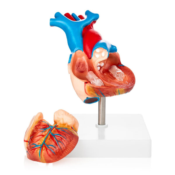 Life-Size Heart Model - Image 2