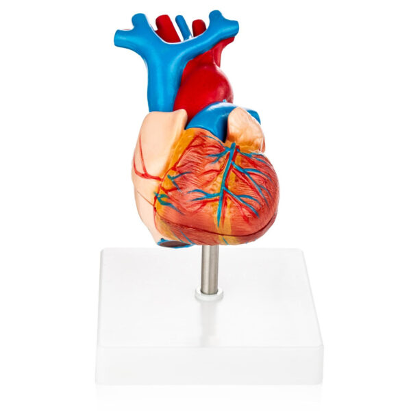 Life-Size Heart Model