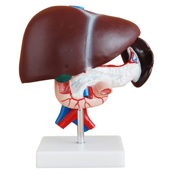 Liver, Pancreas and Duodenum Model