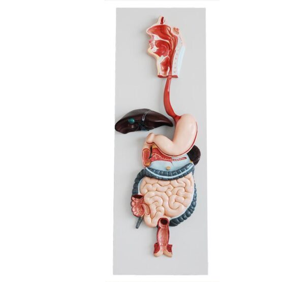 Digestive System Model