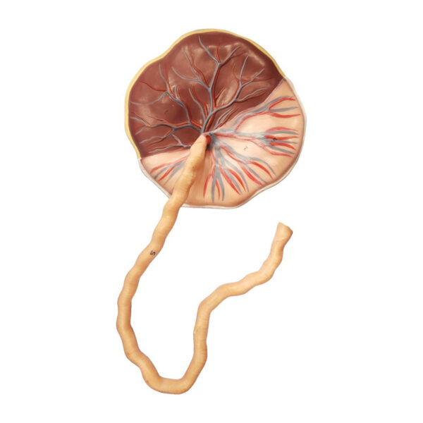 Human Placenta Model with Cord